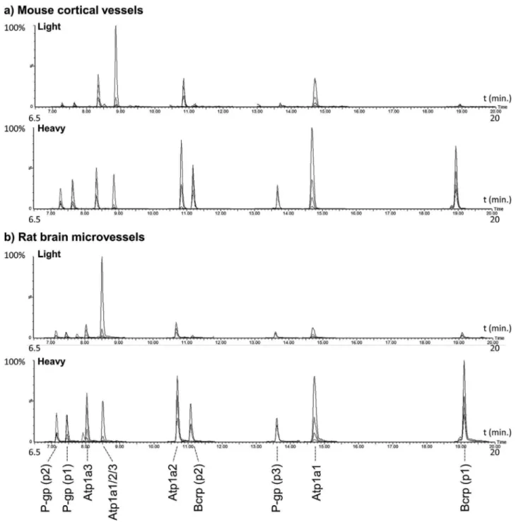 Fig. 5. Chromatograms obtained from the MRM of rat brain microvessels (a) and mouse microvessels (b).