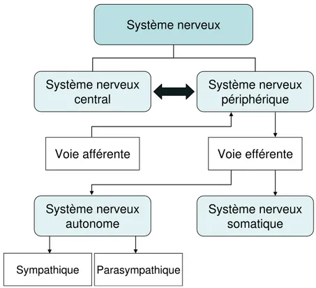 Figure 1.8  Schéma du système nerveux et ses principaux sous-systèmes.