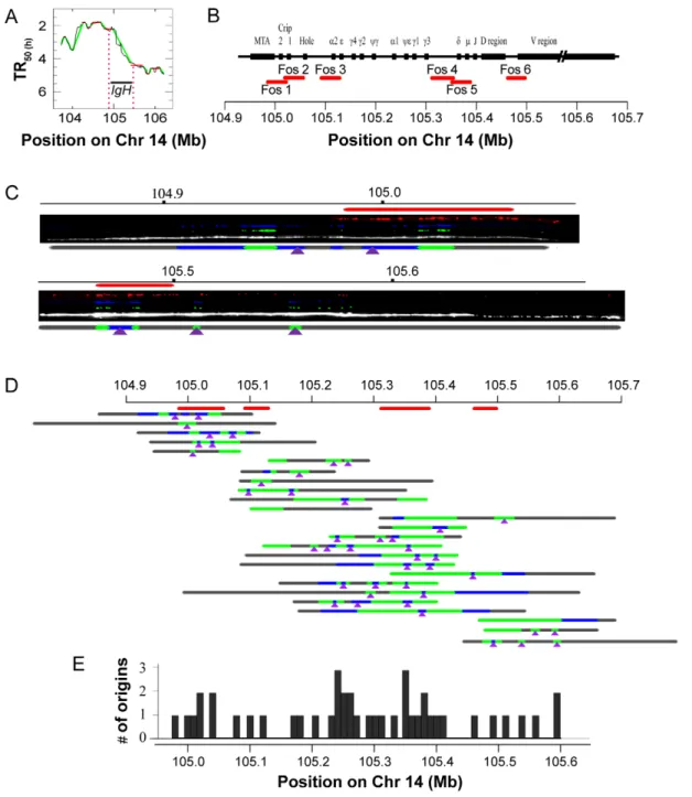 Figure 8. DNA combing analysis of the IGH TTR. (A) Replication timing profile of the IGH region and its surroundings in HeLa cells