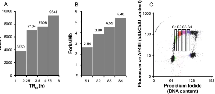 Figure 2. The global rate of DNA replication increases during S phase in HeLa cells. (A) Histogram of replication timing values (TR 50 , hours) in the whole genome