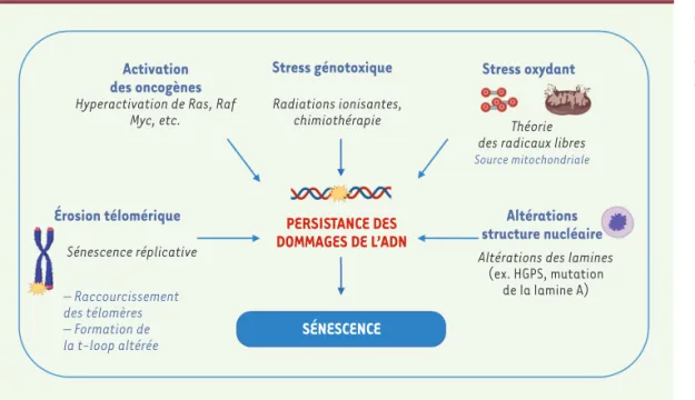 Figure 2.  Des dommages de  l’ADN : un élément commun  entre différentes situations  de sénescence