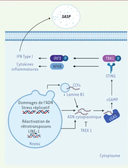 Figure 3. Rôle de cGAS dans la sénescence et l’inflammation associée. Récem- Récem-ment, il a été montré que la voie cGAS-STING était impliquée dans l’induction  du SASP