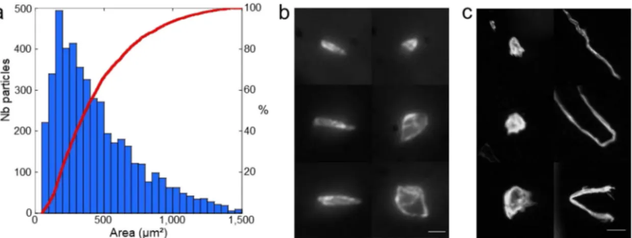 Fig. 2 Surface contamination by coarse particles. a Particle size distribution histogram (blue bars) with the area in μ m 2 and cumulative particle size curve (red) for 4678 particles