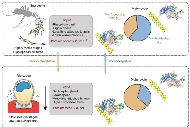 Fig. 6 Phosphorylation of PfMyoA tunes its motor properties. Scheme representing how phosphorylation tunes PfMyoA motor properties and how this could optimize the motor for parasite motility or invasion at different stages of the parasite