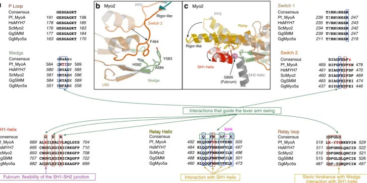 Fig. 3 Sequence alignment of connectors essential in driving motor conformational changes – lack of canonical residues in PfMyoA