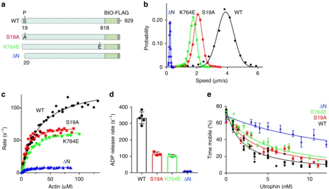 Fig. 5 Functional properties of wild-type (WT) and mutant full-length PfMyoA constructs