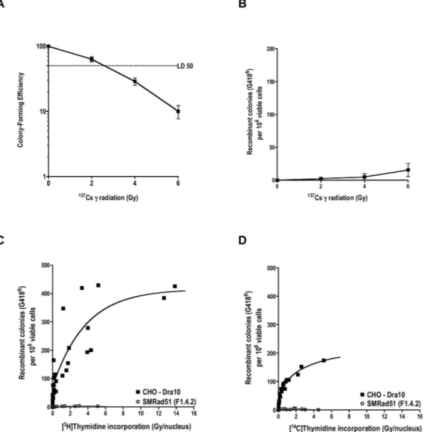 FIG. 5. Effects of ␥ rays and [ 3 H] or [ 14 C]thymidine incorporation on homologous recombination