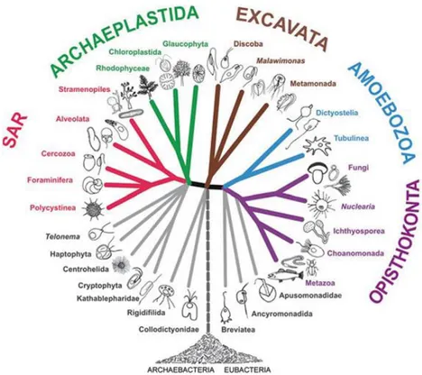 Figure 1.2 General eukaryote phylogenetic tree. The clade Fungi and Metazoa have a common  ancestor and are grouped under the Opisthokonta (Adl et al., 2012)
