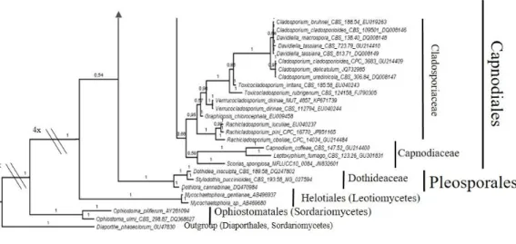 Figure 3.4 Bayesian phylogram of Capnodiales (Dothideomycetes) based on rDNA large subunit  (LSU)