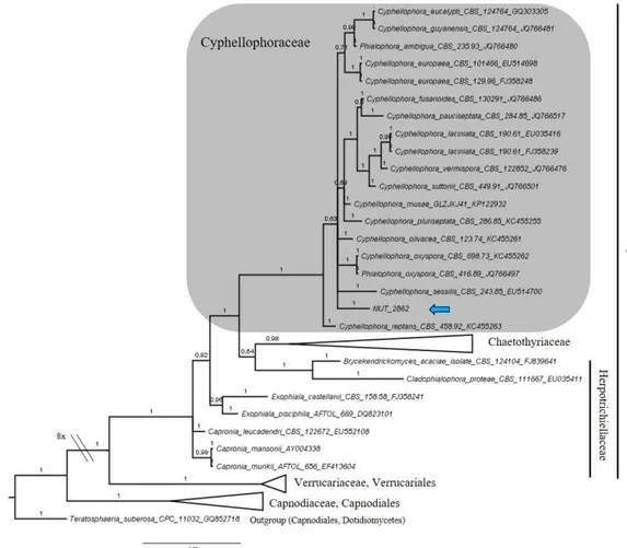 Figure  3.5  Bayesian  phylogram  of  Chaetothyriales  (Eurotiomycetes)  based  on  rDNA  large  subunit  (LSU)