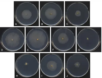 Figure 4.4  T. balaustiformis MUT 2357: 21-d-old colonies on CA at 4 °C with A. 0% NaCl; B