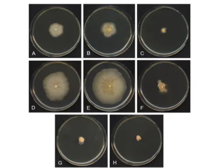 Figure 4.6 T. balaustiformis MUT 2357: 21-d-old colonies on MEA at 4 °C with A. 0% NaCl; 