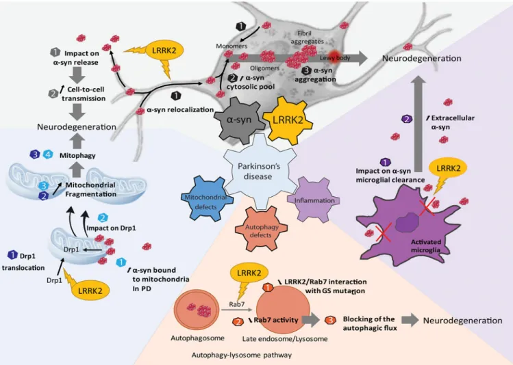 Figure 1: Cellular dysfunction and neurodegeneration through several distinct but non-mutually  exclusive mechanisms.