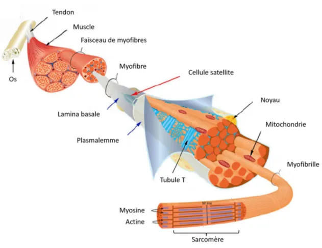Figure 1. Structure d’un muscle squelettique. Le plasmalemme, entouré par la lamina basale,  est la membrane plasmique qui délimite chaque fibre musculaire