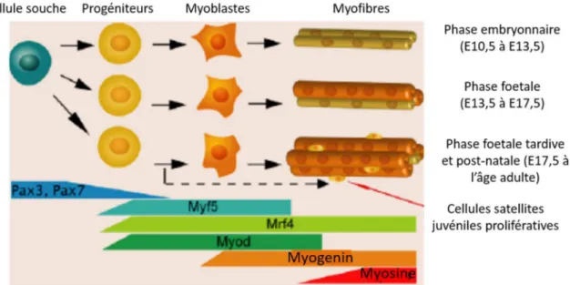 Figure 6. Expressions séquentielles des facteurs Pax3,  Pax7, MRFs et de la myosine au  cours de la myogenèse embryonnaire chez la souris