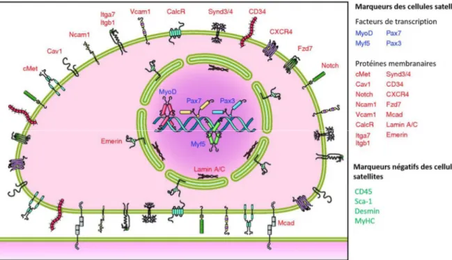 Figure 9. Phénotype des cellules satellites murines. De nombreuses protéines sont exprimées  par  les  cellules  satellites  et  sont  utilisées  en  tant  que  marqueurs  pour  distinguer  les  cellules  satellites  des  autres  types  cellulaires  présen