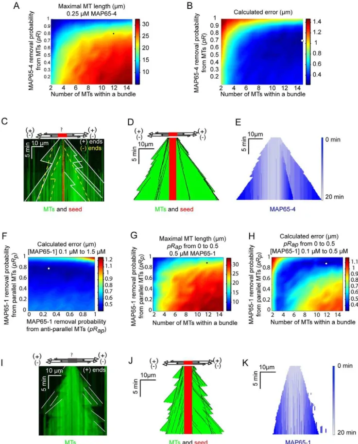 Figure 5. Growth of MTs bundles is dependent on the lifetime of MAP65 links. Results of MT growth simulation in the presence of MAP65-4 (A-E) and MAP65-1 (F-K)