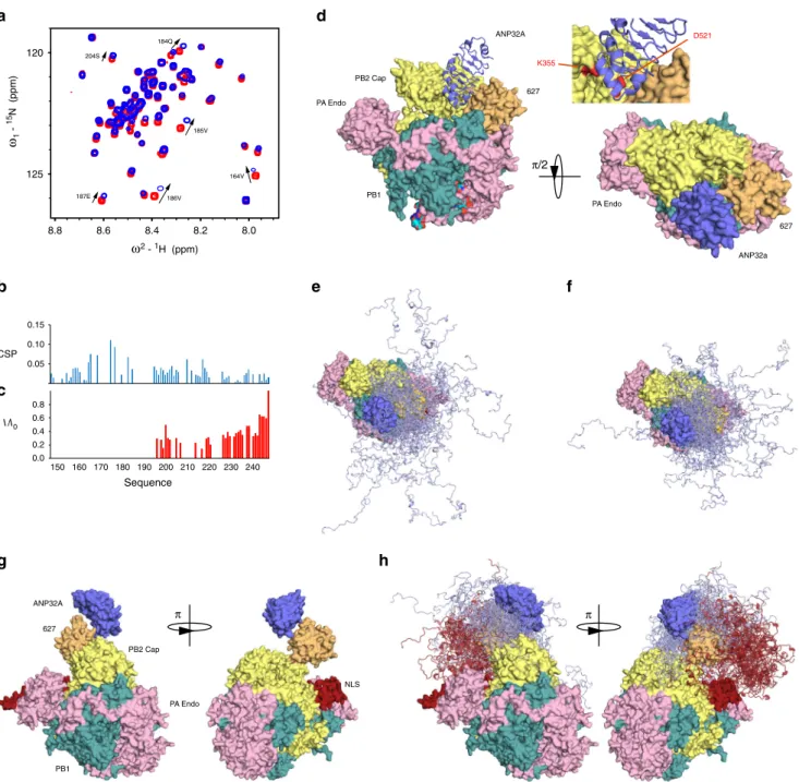Fig. 6 Interaction of hANP32A with full-length FluB polymerase. a Chemical shifts of 15 N-labelled IDD of h ANP32A (4 μ M) upon addition of full-length FluB polymerase (32 μ M) bound to viral promoter RNA ( v RNA)