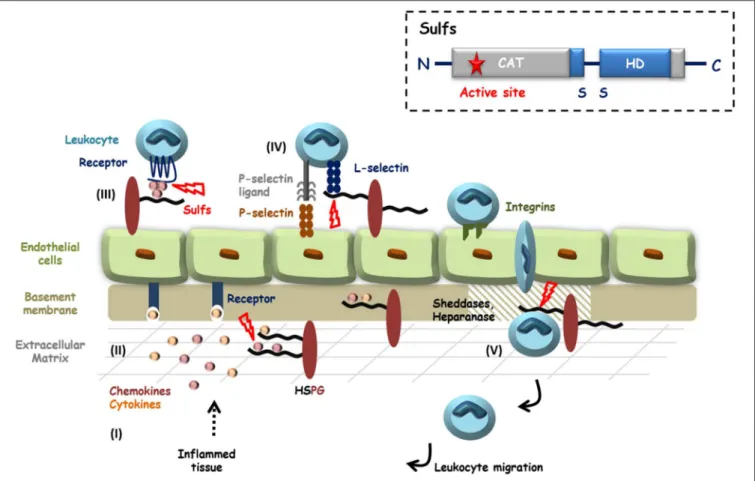 FIGURE 1 | HS in inflammation and potential roles of the Sulfs. Inflammatory stimuli induce the secretion of cytokines and chemokines (I) that activate endothelial cells and blood circulating leukocytes