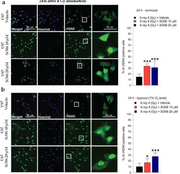 Figure 8. Representative pictures with inserts (white squares) and quantification of U87 positive cells  for γH2AX realized 24 h after 4 Gy irradiation in normoxia (a) and hypoxia (b)