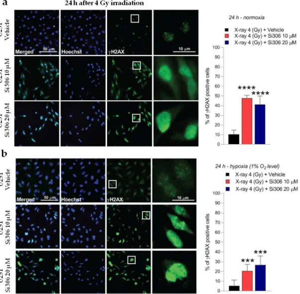 Figure 6. Representative pictures with inserts (white squares) and quantification of U251-MG positive  cells for γH2AX realized 24 h after 4 Gy irradiation normoxia (a) and in hypoxia (b)