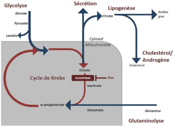 Figure 18 : Régulation des voies métaboliques impliquées dans la production d'énergie et le maintien des cellules  épithéliales prostatiques (Adapté de Eidelman et al., 2017) 