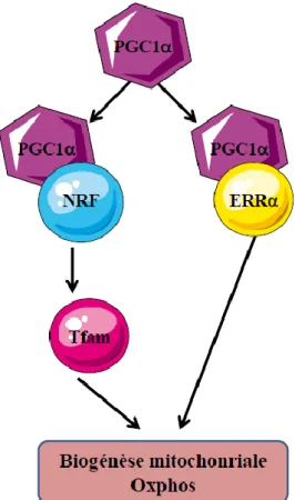 Figure 21 : Interactions de PGC-1α avec ses différents partenaires dans la 