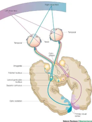 Figure 1.2: Horizontal section of the visual pathway. Redrawn from [Hannula 2005].