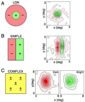 Figure 1.4: Spatial arrangement of receptive fields of cat LGN and V1 cells.