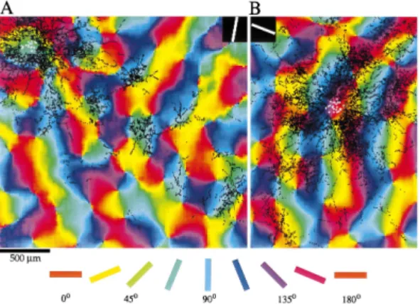 Figure 1.11: The patchy nature of horizontal connections in the tree shrew visual cortex