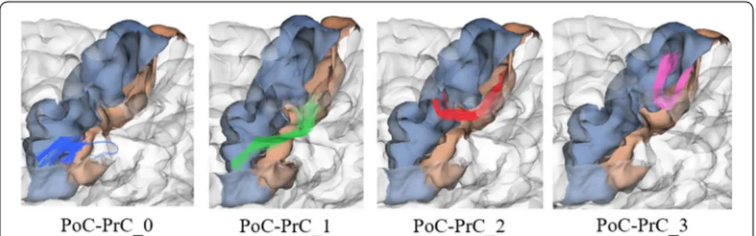 Fig. 1  Bundles connecting right PoC and PrC regions. Example of bundle labeling according to the relative  position of the bundles connecting PoC and PrC regions for Subject001