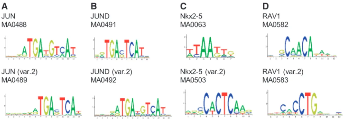 Figure 2. TFBSs with two different proﬁles. (A) JUN, (B) JUND, (C) Nkx2-5 and (D) RAV1.