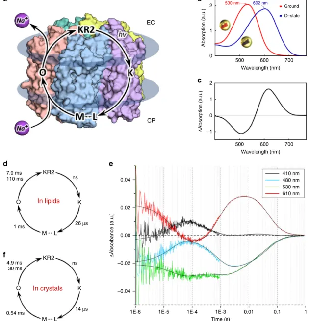 Fig. 1). Helices A, D and G are also displaced by 0.7 Å in the extracellular regions (Supplementary Fig