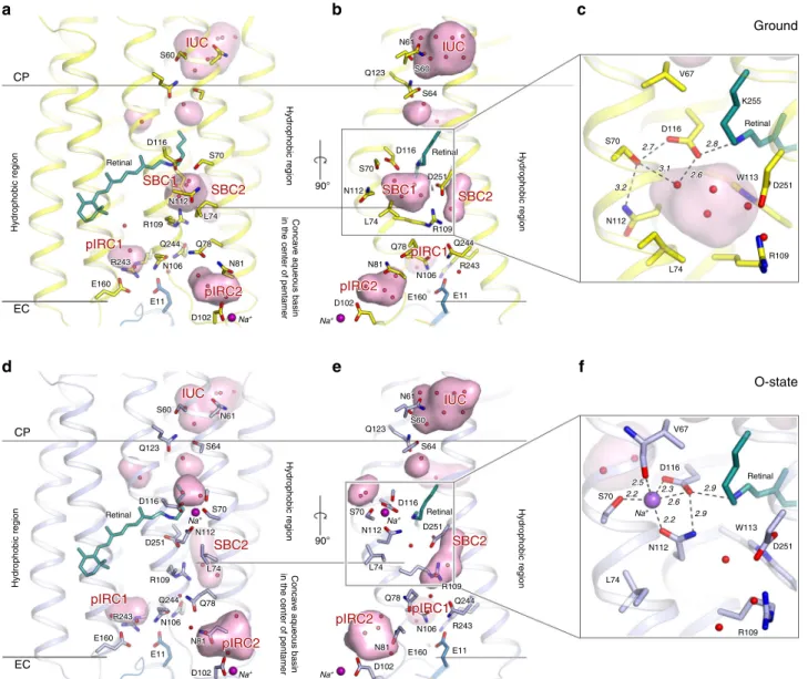 Fig. 2 Overall comparison of the ground and O-states of KR2. a, d Side view of the KR2 protomer in the ground (yellow, PDB ID: 6REW) and O- (blue, present work) states