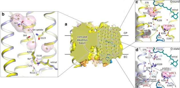 Fig. 3 Ion uptake and release pathways of KR2. a Section view of KR2 pentamer in the membrane