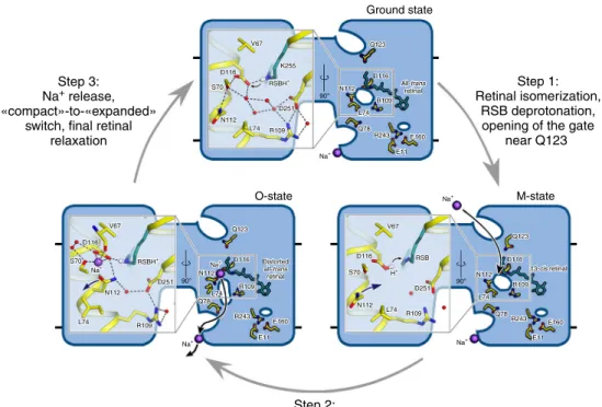 Fig. 4 Proposed Na + pumping mechanism. Schematic side section view of the KR2 pentamer is shown