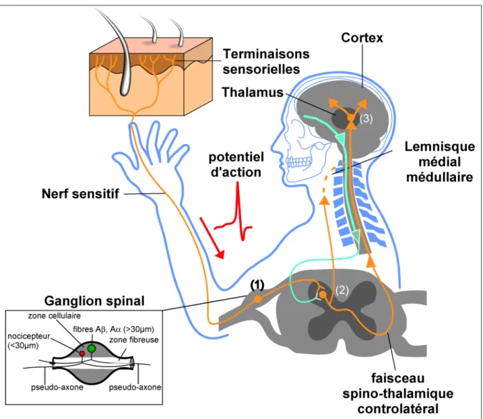 Figure  1 :  Voies  nerveuses  sensorielles.  Les  corps  cellulaires  des  neurones  sensoriels  se  logent  dans  les  ganglions  spinaux