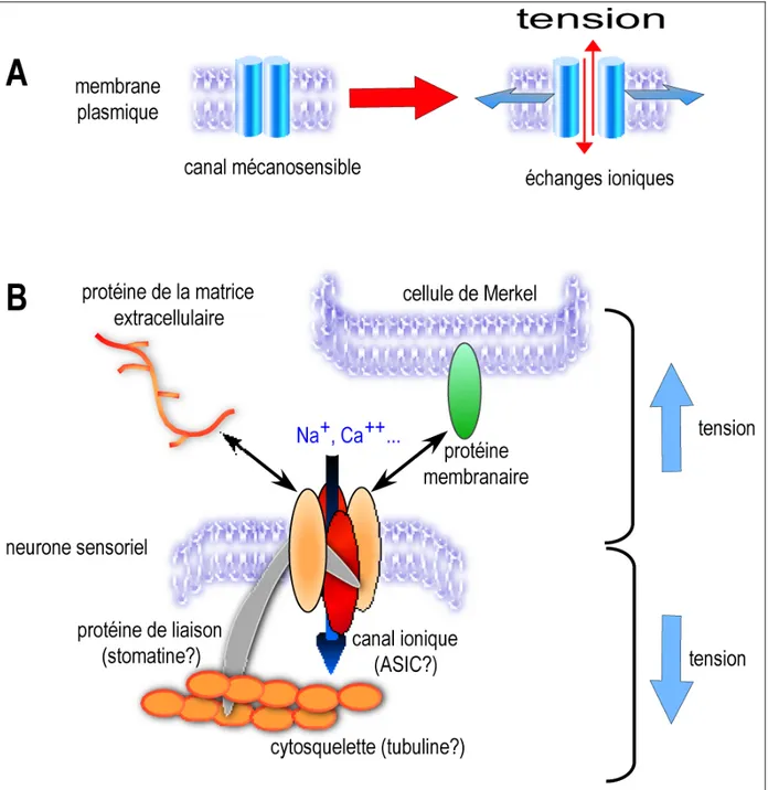 Figure 8 : Modèles de protéines et complexes mécanotransducteurs. A.  Canaux ioniques  sensibles à la tension exercée par les lipides membranaires (TREK1)