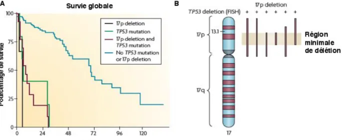 Figure 7 : Mutations/Délétions de TP53 dans les LLC. A. Comparaison des courbes de survie globale des patients  présentant ou pas une délétion ou une mutation de TP53