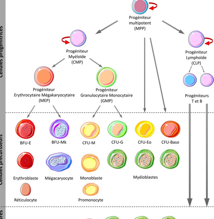 Figure 1: L’Hématopoïèse.  L’hématopoïèse est un processus cellulaire hautement régulé qui permet  le  renouvellement  des  cellules  sanguines  matures  à  partir  d’un  nombre  restreint  de  progéniteurs  hématopoïétiques qui sont capables d’auto-renouv