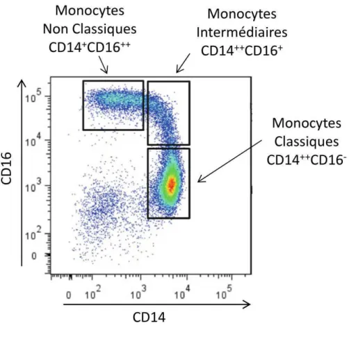 Figure 2: L’hétérogénéité des monocytes : L’identification de sous-populations monocytaires