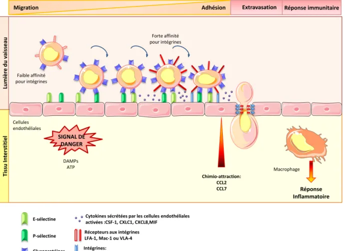 Figure 3: L’Extravasation  du  monocyte:  En  réponse à divers  stimuli (signaux  de  danger  ou  chimioattractants),  les  monocytes  quittent  la  circulation  sanguine  pour  migrer  vers  les  sites  inflammatoires