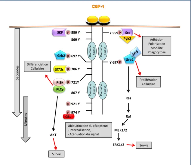 Figure 4: Les voies de signalisation régulées par colony-stimulating factor-1 receptor (CSF-1R) dans  les cellules myéloïdes