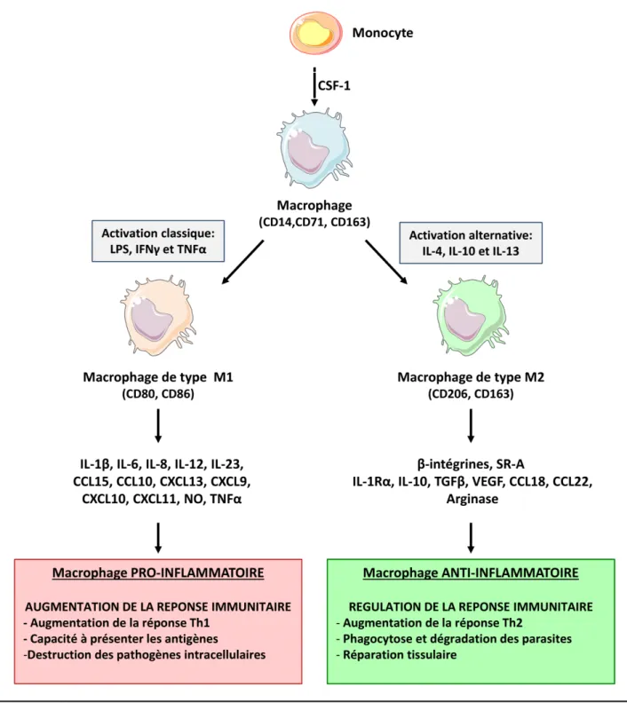 Figure 6: La polarisation macrophagique.  La stimulation du monocyte par du CSF-1 permet d’induire  sa  différenciation  en  macrophage