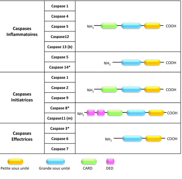Figure 7: Les Caspases, Protéases à cystéine.  En fonction de leur fonction les caspases peuvent être  divisées  en  3  catégories  :  les  Caspases  inflammatoires,  les  Caspases  initiatrices,  et  les  caspases  effectrices