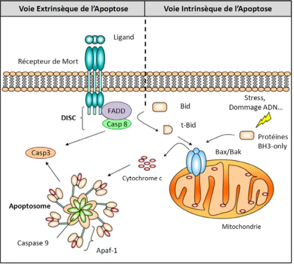Figure  8:  Les  voies  intrinsèque  et  extrinsèque  de  l’apoptose.  Il  existe  deux  voies  principales  de  l’activation de l’apoptose: La voie intrinsèque (voie mitochondriale) et la voie extrinsèque (voie des  récepteurs de mort)