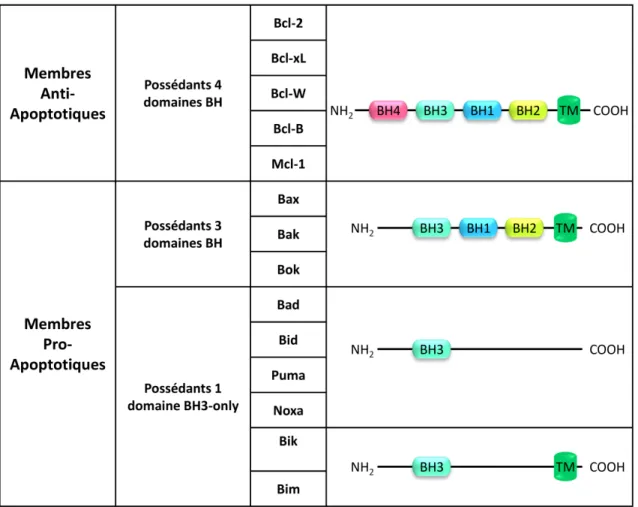 Figure  9:  Les  membres  de  la  famille  Bcl-2.  Cette  famille  comprend  une  vingtaine  de  membres  caractérisés  par  des  séquences  particulières  nommées  domaines  BH  (Bcl-2  Homology)