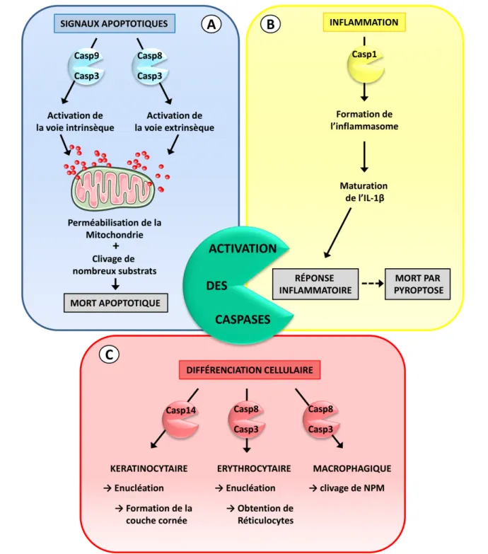 Figure  10:  Les  différents  rôles  physiologiques  des  caspases.  Les  caspases  sont  impliquées  dans  plusieurs processus cellulaires au cours desquels, elles jouent des rôles différents