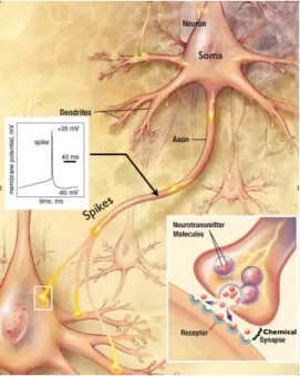 Figure 1.1: Figure showing the diﬀerent parts of a neuron, the spikes and chemical synapses