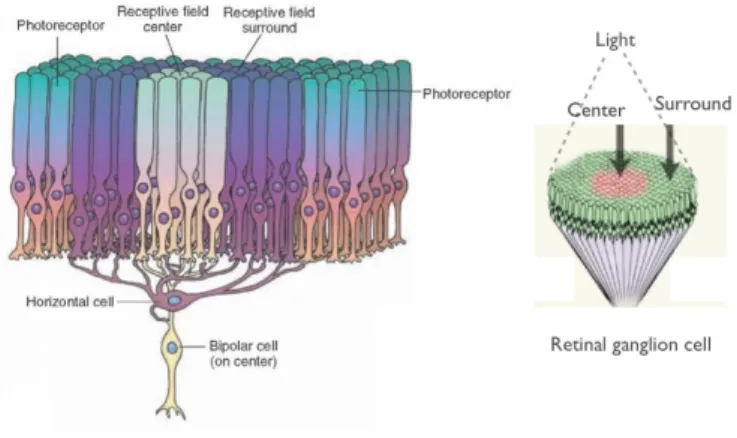 Figure 1.6: Center surround antagonism in receptive ﬁelds of retinal ganglion cells (image modiﬁed from: www.studyblue.com and www.webexhibits.org)